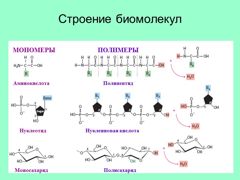 Строение биомолекул МОНОМЕРЫ ПОЛИМЕРЫ Аминокислота Полипептид Моносахарид Нуклеотид Полисахарид Нуклеиновая кислота